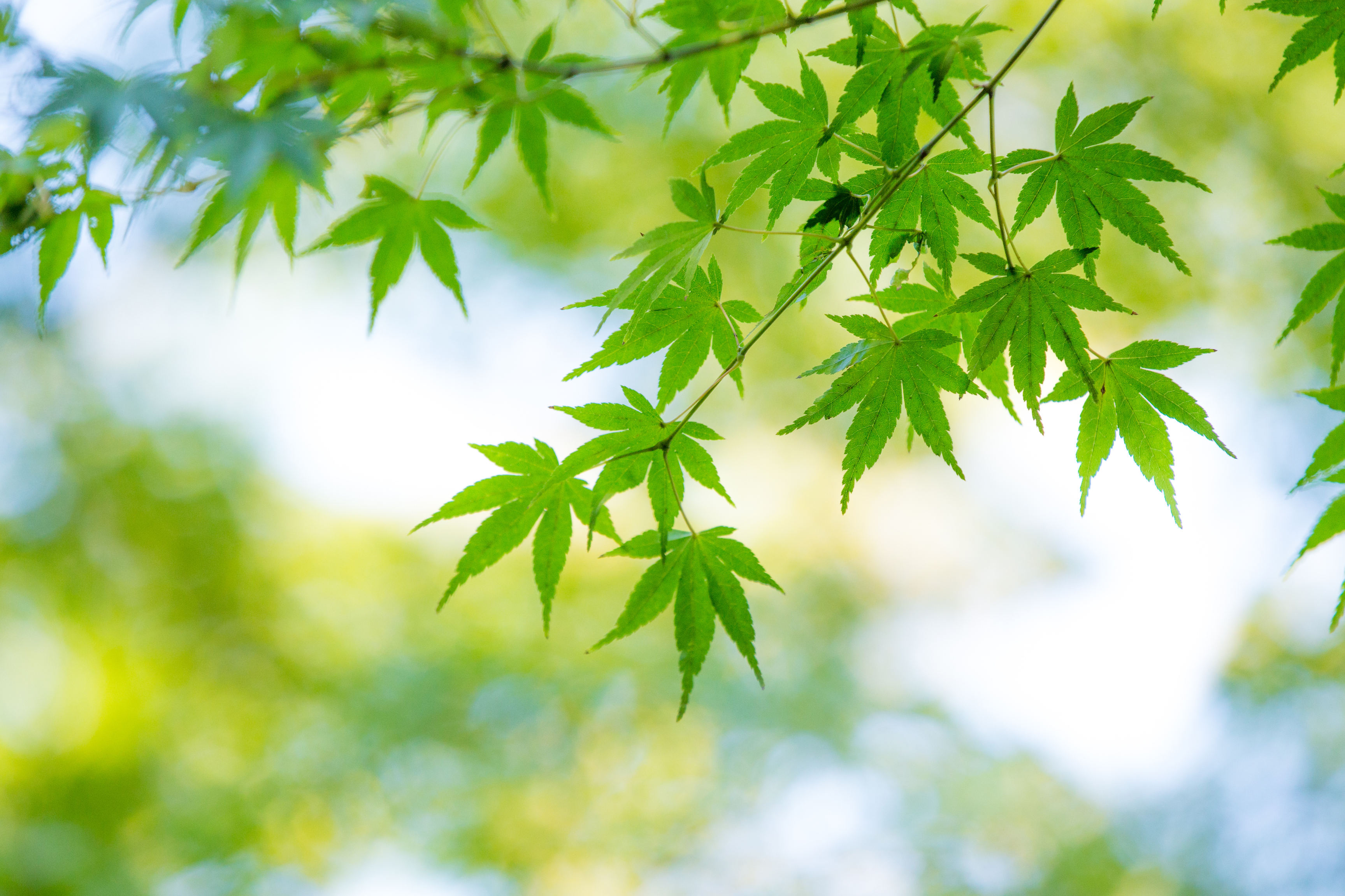残暑 夏